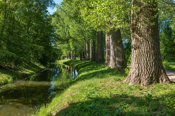 Old Trees Lydynia River Ciechanow Masovia Poland — ストック写真