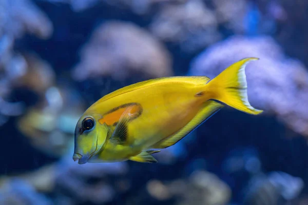 Orange Shoulder Tang Acanthurus Olivaceus Orangespot Surgeonfish Salt Water Fish — Zdjęcie stockowe