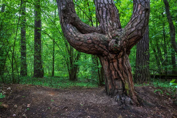 Παλιό Πεύκο Τριπλό Κορμό Μοναδικό Σχήμα Τρίαινας Στο Δάσος Καμπινός — Φωτογραφία Αρχείου