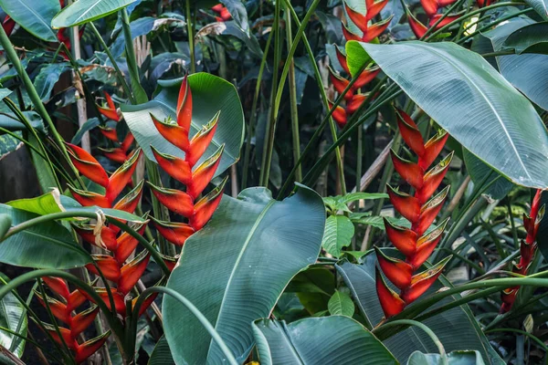 Heliconia Bihai Macaw Flower Firebird Цветущее Растение Семье Heliconiaceae Уроженец — стоковое фото