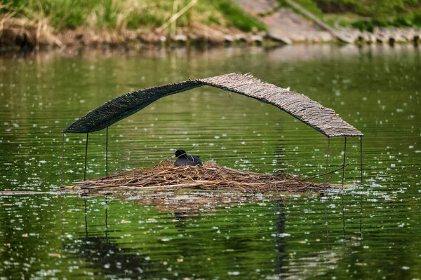 Manmade Bird Home Roof Pond Nest Build Eurasian Coot Fulica — Stock Photo, Image