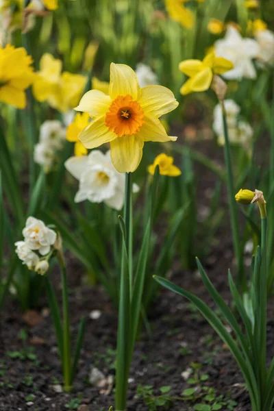 Narcissus Påsklilja Blommande Blomma Gula Och Orange Rger Blommande Perenn — Stockfoto