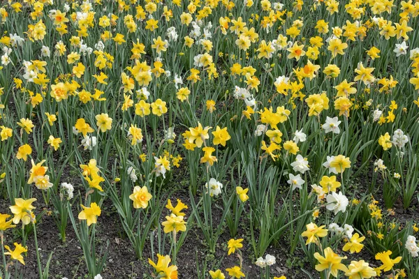 Narcissusfält Påsklilja Blommande Blommor Vårblommande Perenn Växt Amaryllisfamiljen Amaryllidaceae — Stockfoto