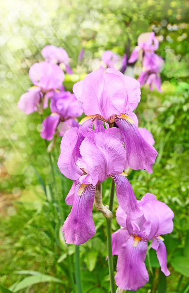 Iris in den Strahlen der Sonne — Stockfoto