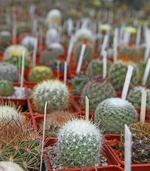 Many little cactuses are with tallies — Stock Photo, Image