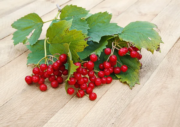 Branch of viburnum — Zdjęcie stockowe