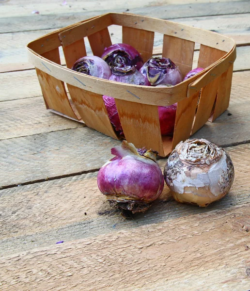 Bir tabloda bir sepet içinde sümbül soğanları — Stok fotoğraf