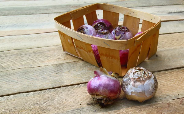 Canasta pequeña con los bulbos de jacintos en una mesa — Foto de Stock