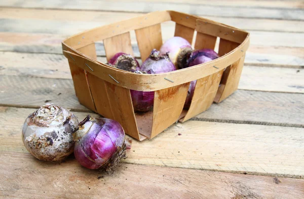 Small basket with the bulbs hyacinth — Stock Photo, Image