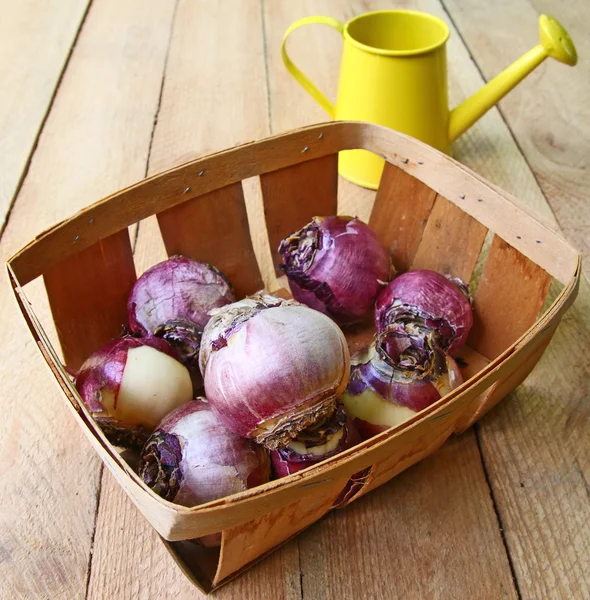 Small basket with the bulbs — Stock Photo, Image