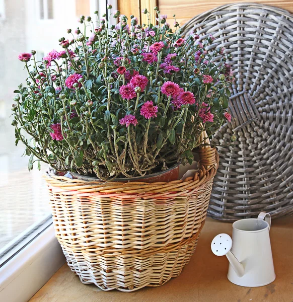 Lilac chrysanthemum in a basket — Stock Photo, Image