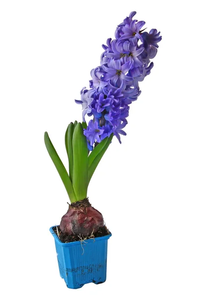 Hyacinten helder blauw geïsoleerd — Stockfoto
