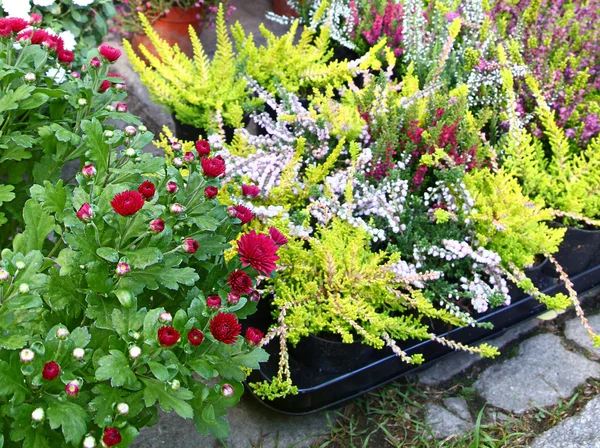 Vendita di piccoli arbusti di fioritura heather — Foto Stock