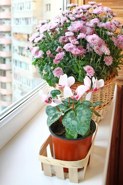 Beautiful cyclamen in a basket — Stock Photo, Image