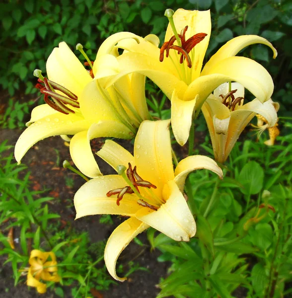 Bela lily flores bud close-up — Fotografia de Stock