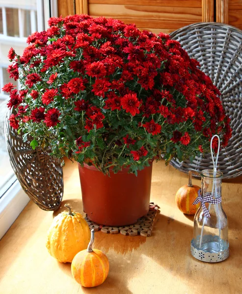 Eve of holiday. Chrysanthemums, pumpkin and lantern — Stock Photo, Image