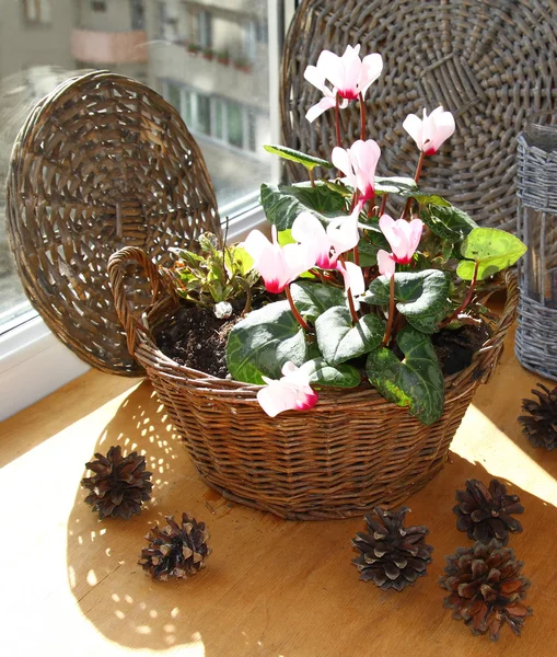 Alpenveilchen-Blüten und Zapfen in einem Fenster — Stockfoto