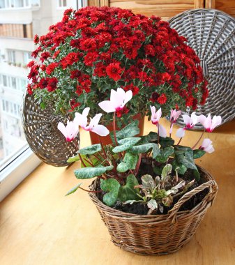 Red chrysanthemum and cyclamens on a balcony clipart