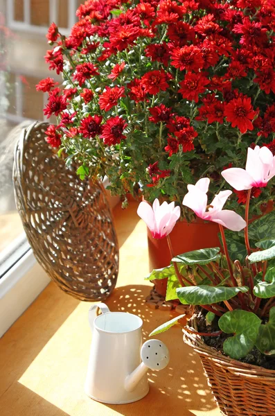 Red chrysanthemum and cyclamens on a balcony by a sun day — Stock Photo, Image