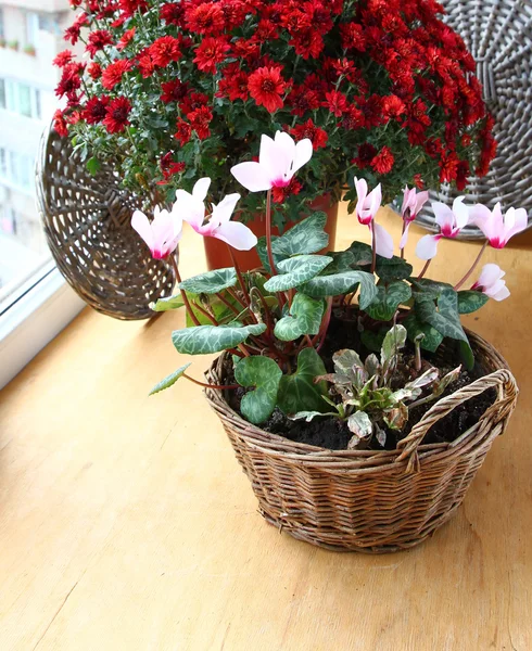 Red chrysanthemum and cyclamens — Stock Photo, Image