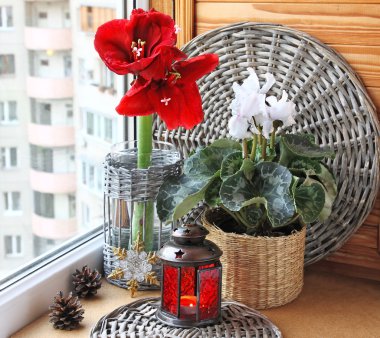 bir penceredeki Hippeastrum ve Siklamen çiçekler. advend