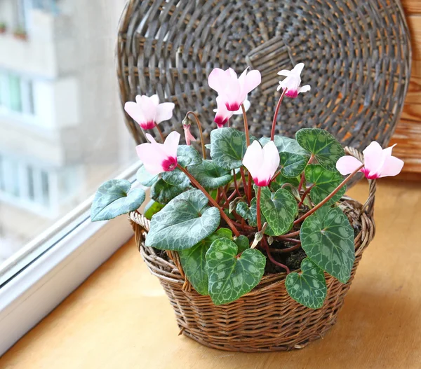 Cyklamen blommor i ett fönster i balkong — Stockfoto