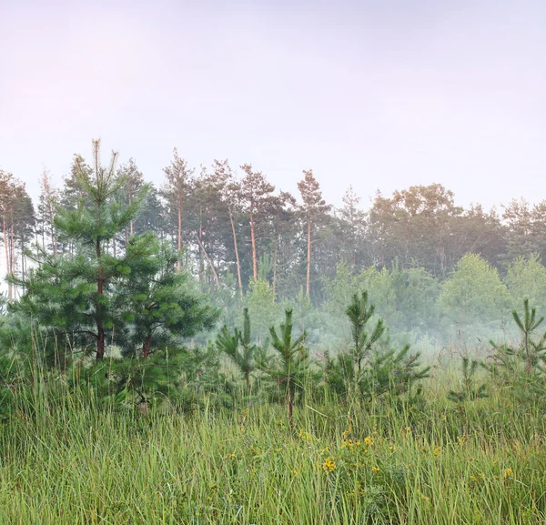 Misty evening — Stock Photo, Image