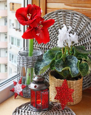 siklamen ve kırmızı hippeastrum