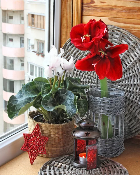 시 클 라 멘 고 hippeastrum windons에. 출현의 이브 — 스톡 사진