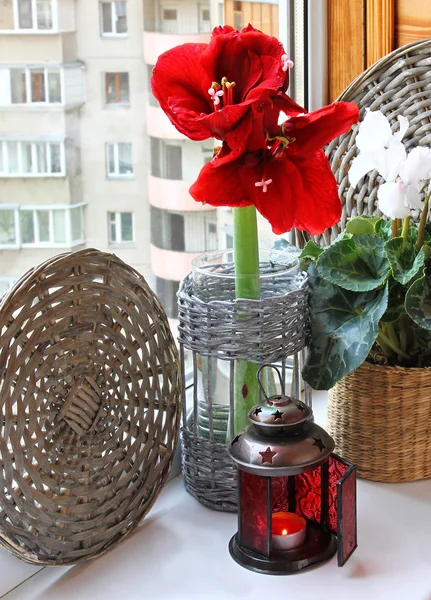 Alpenveilchen und rot Hippeastrum mit einer Laterne Weihnachten. — Stockfoto