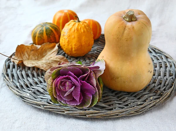 Head of ornamental cabbage and pumpkins — Stock Photo, Image