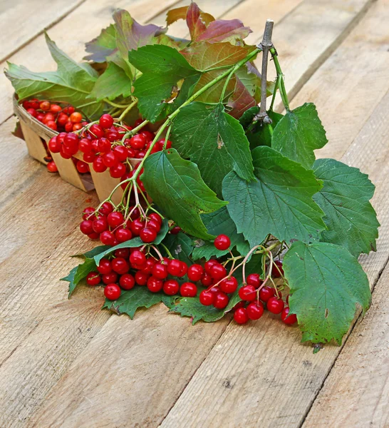 Branch of viburnum — Stock Photo, Image