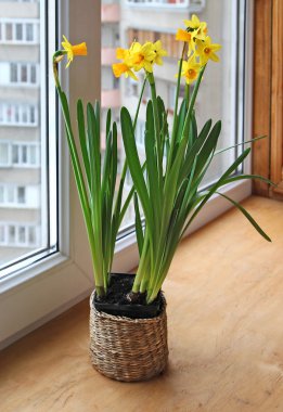 bir penceredeki narcissuses
