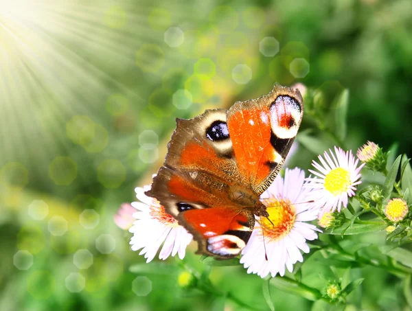 Una hermosa mariposa —  Fotos de Stock