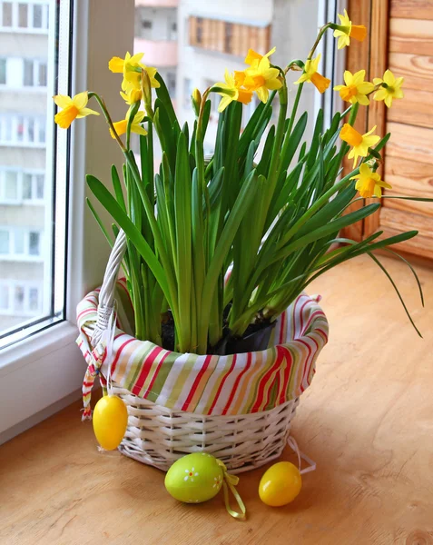 Panier avec les jonquilles et les oeufs de Pâques — Photo