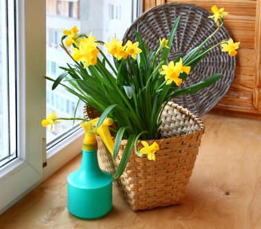 sepet ve nergis ve püskürtücü balkon penceresi.