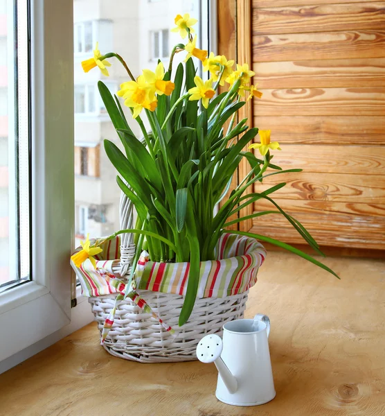 Cesta com narcisos e branco regador — Fotografia de Stock