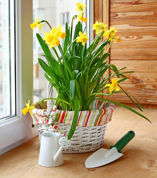 Daffodils and watering can with a shovel — Stock Photo, Image