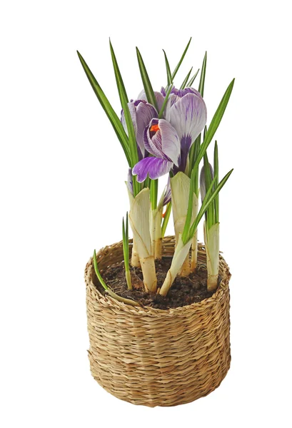 クロッカスの花鍋に分離 — ストック写真