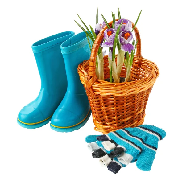 Crocus in a basket, gloves and boots on a white background — Stock Photo, Image