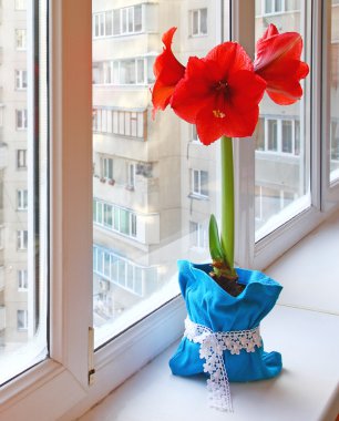 Kırmızı hippeastrum penceresinde