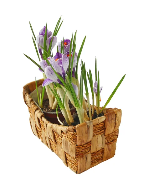 Crocuses in a basket — Stock Photo, Image