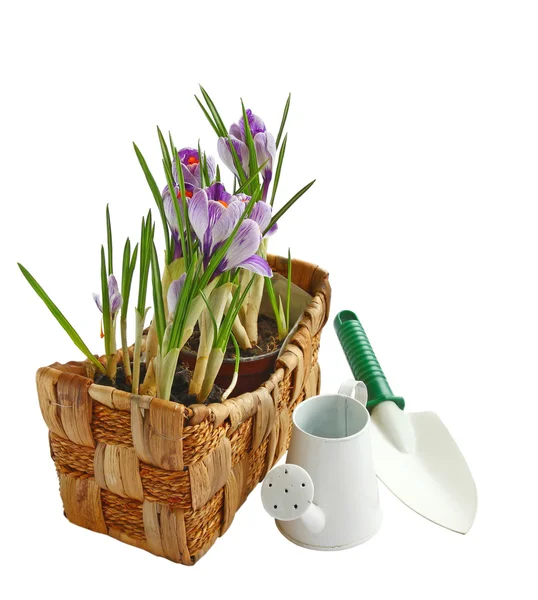 Crocus dans un panier avec des outils de jardin isolé sur blanc arr.plans — Photo