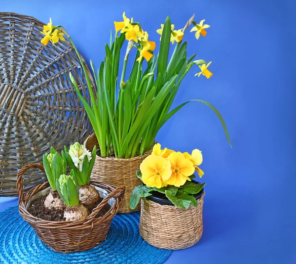 Spring flowers hyacinth, daffodil and primula — Stock Photo, Image