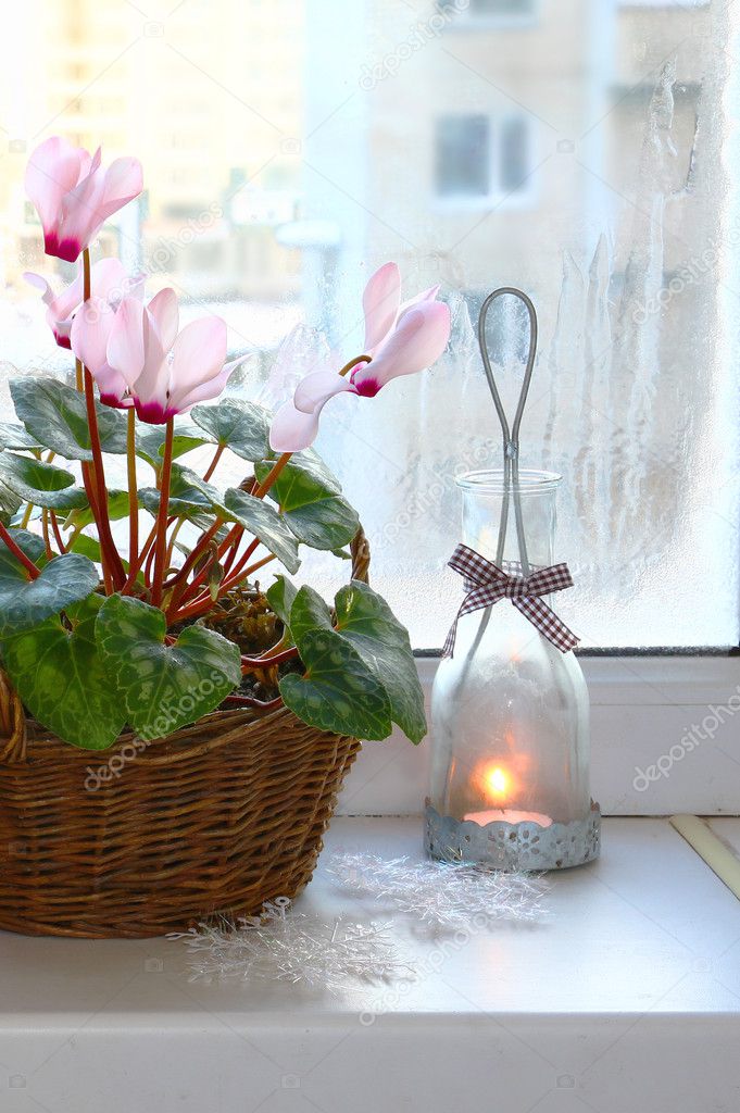 Pink cyclamen on a window in winter with vintage candlestick