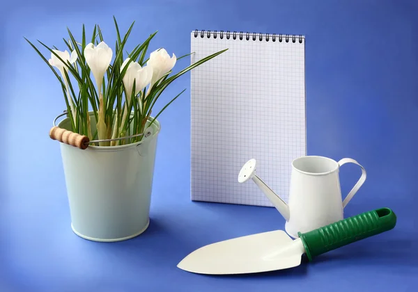 Crocos brancos, empurrar e regar-lata em um backgrou azul escuro — Fotografia de Stock