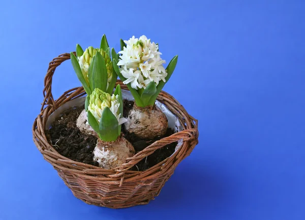 Spring flowers hyacinths in basket — Stock Photo, Image