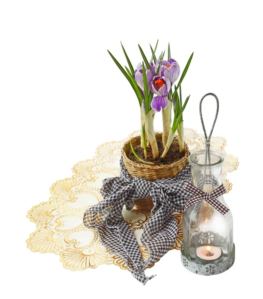 Flowerings striped crocuses "Pickwick" and vintage lamps-candle — Stock Photo, Image