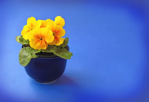 Gele primula bloeien — Stockfoto