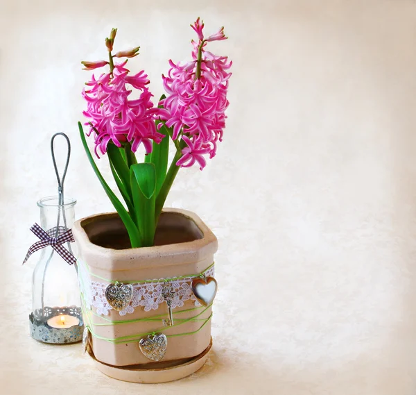 Roze hyacint en vintage lampen-kandelaar — Stockfoto